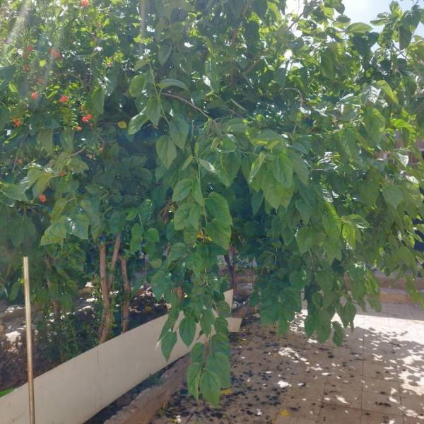 ملک کلنگی نزدیک فلکه پلیس