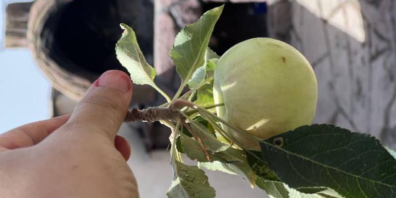 ویلایی نقلی _بلوار امین