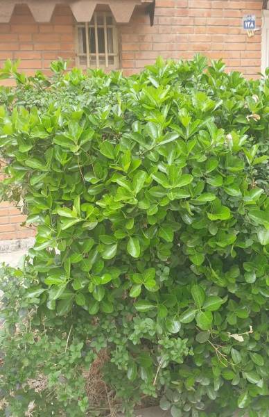                                             باجک یک منزل نزدیک خیابان با 18متربر
                                                                                منزل ویلایی
                                        در باجک یک قم