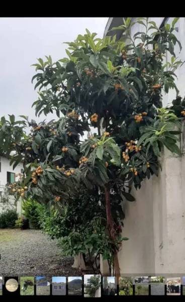 زمین مسکونی 261 متر سندی در علی آباد بابلسر