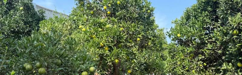                                             رویای شمال، این فقط یک ویلا نیست، یک سبک زندگی‌ست
                                                                                منزل ویلایی
                                        در  بابلسر